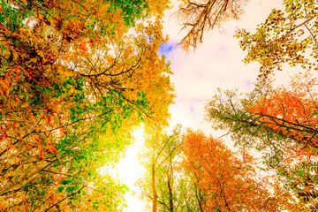Autumn in the deciduous forest, the crowns of trees illuminated by the rays of the sun. View from...