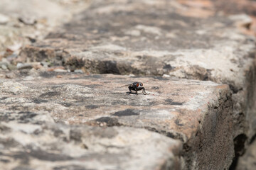 A fly alone on a rock (macro)