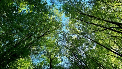 Mountain scenery with linden trees and blue sky