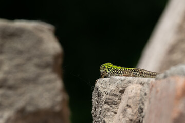 A lizard sunbathing by itself (macro)