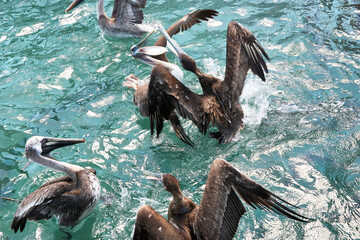 Flock of Fighting Brown Pelicans in the water