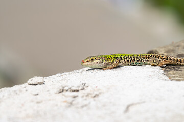 A lizard sunbathing by itself (macro)