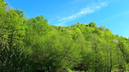 Obraz premium Landscape with green trees and blue sky