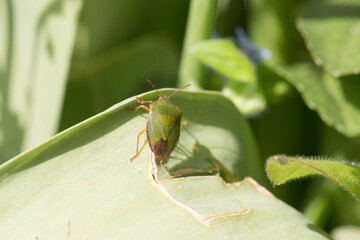 Common green shieldbug, shield bug, Palomena prasina or stink bug resting on a green leaf in springtime, above view showing scutellum and pronotum