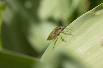 Common green shieldbug, shield bug, Palomena prasina or stink bug resting on a green leaf in springtime, close-up under view