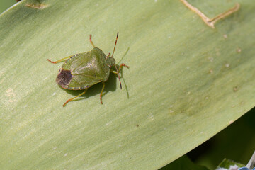 One common green shieldbug, shield bug, Palomena prasina or stink bug sitting on a green leaf in...