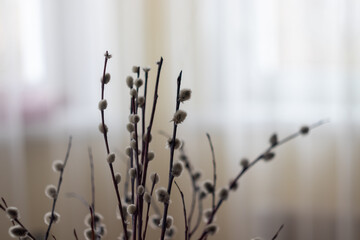 willow twigs close-up on the background of a light window