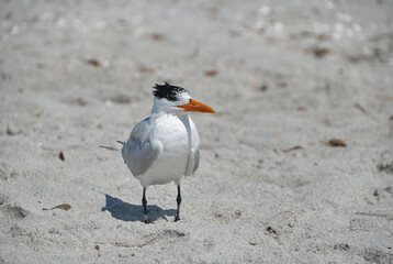 One royal tern at beach on Sanibel Island