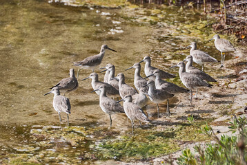 Flock of shore birds on Sanibel Island