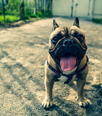 portrait of dog breed french bulldog close up