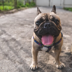 Obraz premium portrait of dog breed french bulldog close up