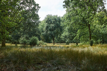 Beautiful trees on meadow in Lueneburger Heide