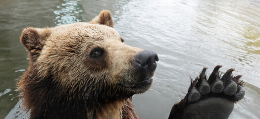 Obraz premium Brown bear in the zoo