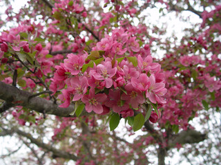 pink apple blossoms