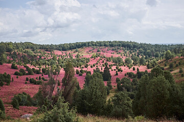Purple heath in bloom at Lueneburger Heide