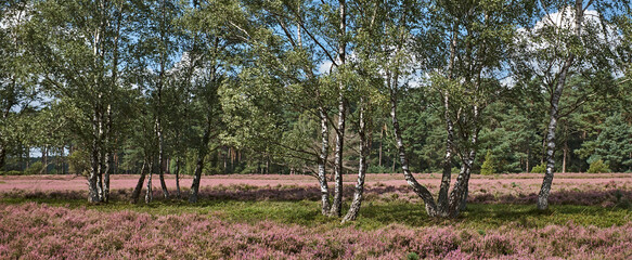Beautiful birch trees on purple heath in bloom
