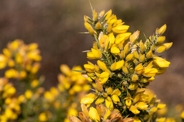 Close up of common gorse (ulex europaeus) flowers in bloom