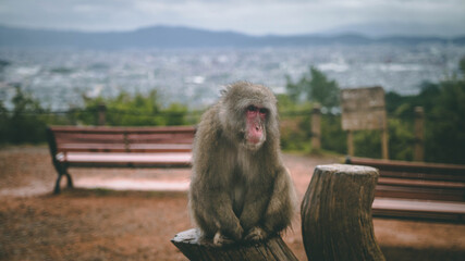 Monkey at the Kyoto monkey park