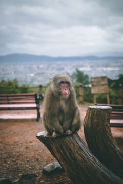 Monkey at the Kyoto monkey park