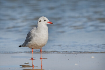 Obraz premium Möwe am Ostseestrand
