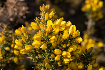 Close up of common gorse (ulex europaeus) flowers in bloom