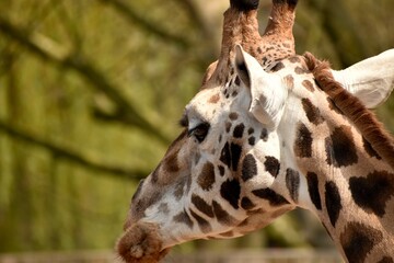 close up of giraffe head with green background 