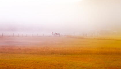Foggy sunrise horses