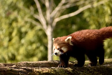 single red panda walking on tree