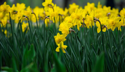 blooming yellow daffodils on a flower bed, floral background with partial blur, selective focus