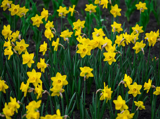 Fototapeta premium blooming yellow daffodils on a flower bed, floral background with partial blur, selective focus