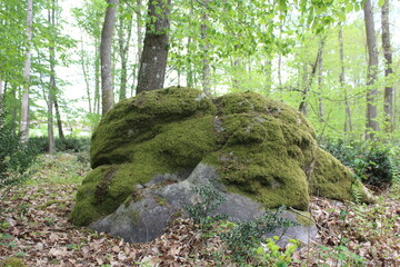 Forêt de Fontainebleau en France