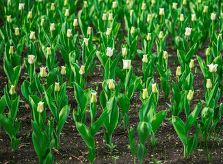 Obraz premium blooming white tulips on a flower bed, floral background with partial blur, selective focus