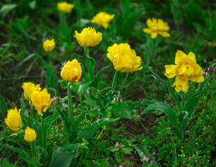 blooming yellow terry tulips on a flower bed, floral background with partial blur, selective focus