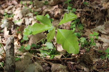 Forêt de Fontainebleau en France