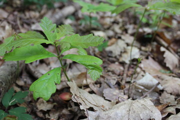 Forêt de Fontainebleau en France