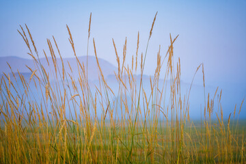 Foggy sunrise grass