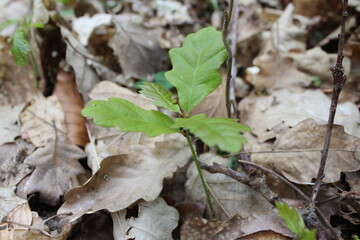 Forêt de Fontainebleau en France