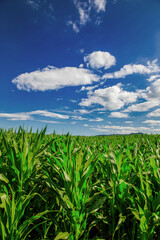 Slovenian Corn Fields