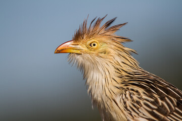 portrait of a Guira Cuckoo
