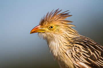 close up of a Guira Cuckoo
