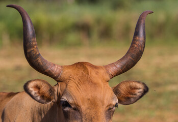 close up of a bull