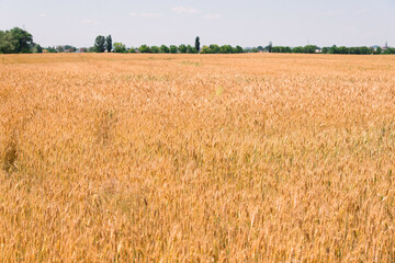 Wheat fields. Ears of golden wheat close up. Beautiful Nature Landscape. Rural landscapes in shining sunlight. Background of the ripening of the ears of a wheat field. Rich harvest concept.