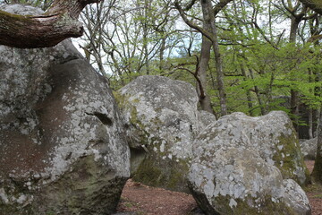 Rocher de la forêt de Fontainebleau