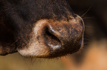 close up of a bull