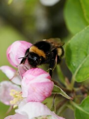 bumblebee on an apple blossom 