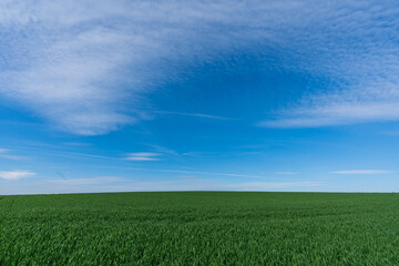 Fototapeta na wymiar grünes Weizenfeld mit Himmel und Wolken