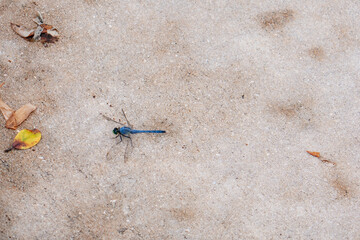 A blue dragonfly on the road