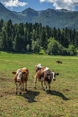 Fototapeta na wymiar Cows on the Pasture 