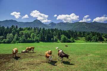 Cows on the Pasture 
