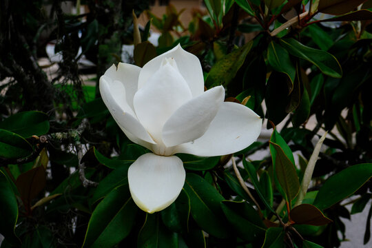 Magnolia denudata tree flower in spring	